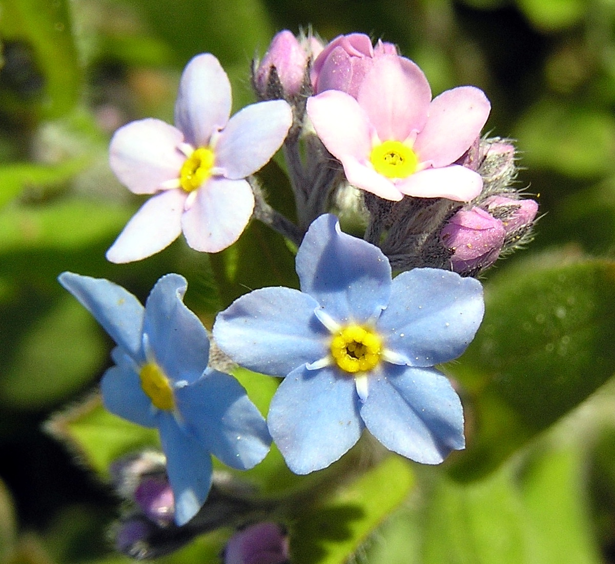 Forget-me-not from Wikipedia Forget-me-not from Wikipedia